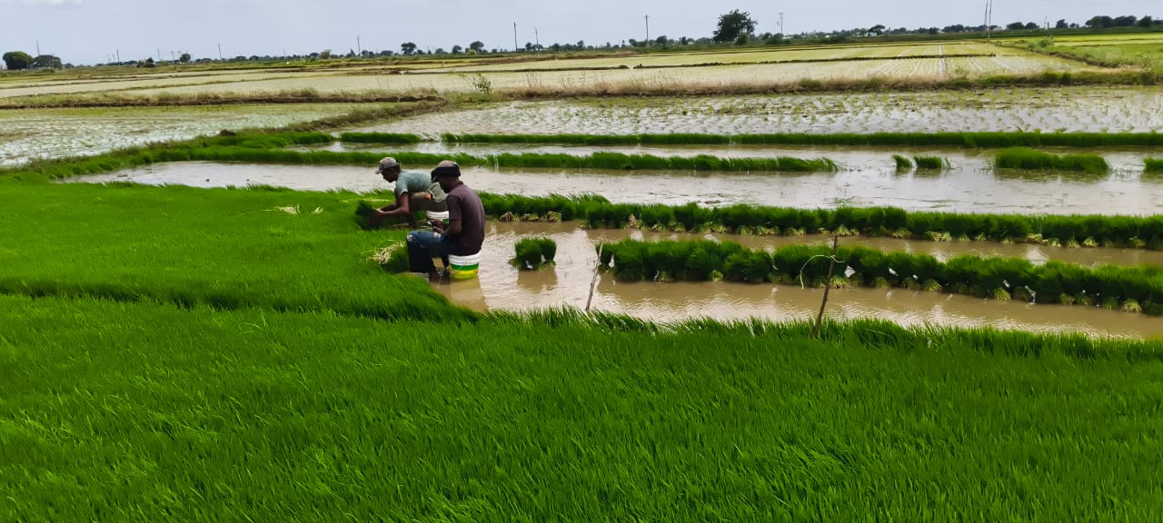 Farmers_Home Gallery Image