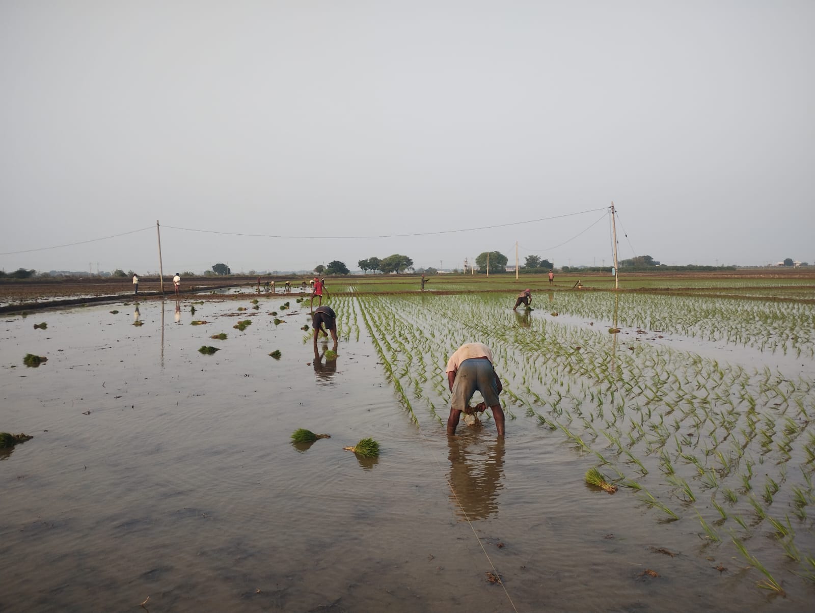 Farmers_Home Gallery Image