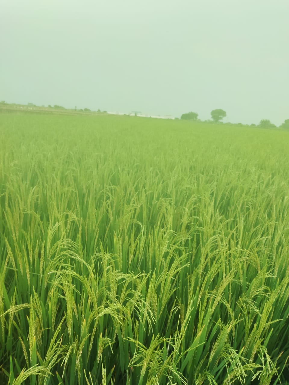 Farmers_Home Gallery Image